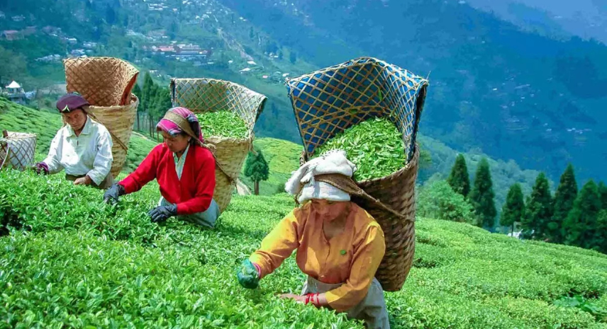 Explore the finest tea gardens, tasting sessions, and nature walks
